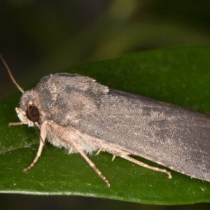 Proteuxoa provisional species 1 at Melba, ACT - 5 Mar 2022