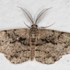 Unplaced externaria (Mahogany Bark Moth) at Melba, ACT - 5 Mar 2022 by kasiaaus