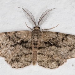 Unplaced externaria (Mahogany Bark Moth (formerly Hypomecis externaria)) at Melba, ACT - 5 Mar 2022 by kasiaaus