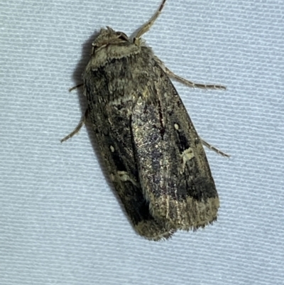 Proteuxoa microspila (Little Noctuid) at Jerrabomberra, NSW - 13 Apr 2022 by SteveBorkowskis