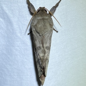 Oxycanus dirempta at Jerrabomberra, NSW - suppressed