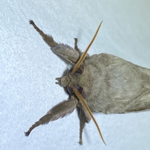 Oxycanus dirempta at Jerrabomberra, NSW - suppressed