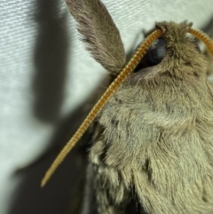 Oxycanus dirempta at Jerrabomberra, NSW - suppressed