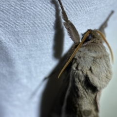 Oxycanus dirempta at Jerrabomberra, NSW - suppressed