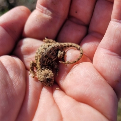 Tympanocryptis lineata (Canberra Grassland Earless Dragon, Lined Earless Dragon) by Wandiyali