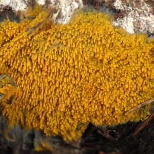 Phlebia subceracea at Macquarie, ACT - 12 Mar 2022