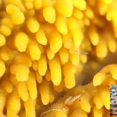 Phlebia subceracea at Macquarie, ACT - 12 Mar 2022