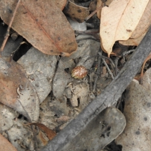 Paropsis marmorea at Carwoola, NSW - 21 Mar 2022