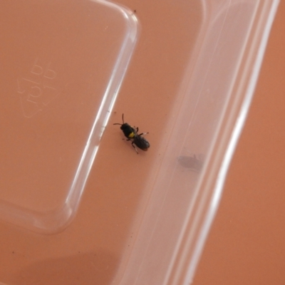 Hylaeus (Hylaeorhiza) nubilosus (A yellow-spotted masked bee) at Carwoola, NSW - 22 Mar 2022 by Liam.m