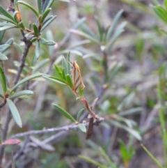 Thudaca mimodora (A Gelechioid moth) at Carwoola, NSW - 22 Mar 2022 by Liam.m