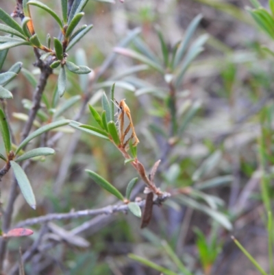 Thudaca mimodora (A Gelechioid moth) at Carwoola, NSW - 22 Mar 2022 by Liam.m