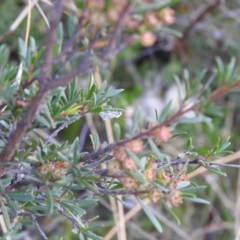 Heliocosma argyroleuca (A tortrix or leafroller moth) at Carwoola, NSW - 22 Mar 2022 by Liam.m