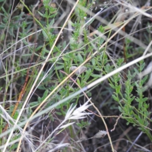 Lepidoptera unclassified ADULT moth at Carwoola, NSW - 22 Mar 2022