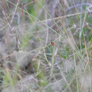 Lepidoptera unclassified ADULT moth at Carwoola, NSW - 22 Mar 2022