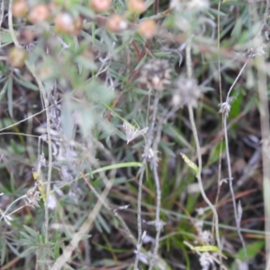 Lepidoptera unclassified ADULT moth at Carwoola, NSW - 22 Mar 2022