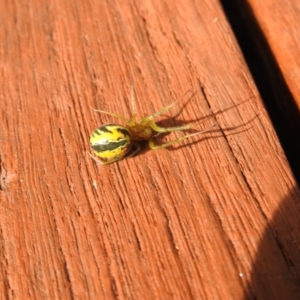 Deliochus sp. (genus) at Carwoola, NSW - suppressed