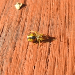 Deliochus sp. (genus) at Carwoola, NSW - suppressed