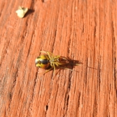 Deliochus sp. (genus) at Carwoola, NSW - suppressed