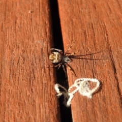 Araneinae (subfamily) (Orb weaver) at Carwoola, NSW - 23 Mar 2022 by Liam.m