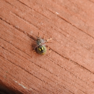 Araneus hamiltoni at Carwoola, NSW - suppressed