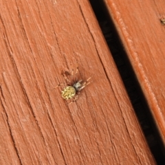 Araneus hamiltoni at Carwoola, NSW - suppressed