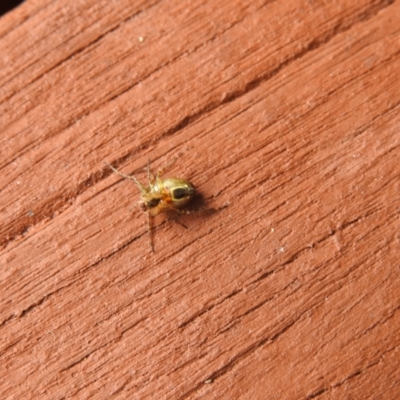 Plebs eburnus (Eastern bush orb-weaver) at Carwoola, NSW - 23 Mar 2022 by Liam.m