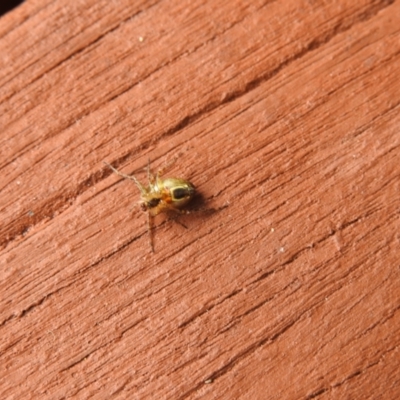 Plebs eburnus (Eastern bush orb-weaver) at Carwoola, NSW - 22 Mar 2022 by Liam.m