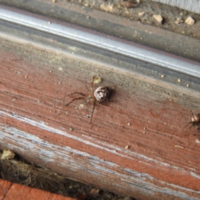 Plebs eburnus (Eastern bush orb-weaver) at Carwoola, NSW - 22 Mar 2022 by Liam.m