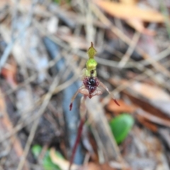 Chiloglottis curviclavia (Bird Orchid) at Mulloon, NSW - 26 Mar 2022 by Liam.m