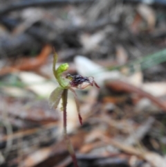 Chiloglottis curviclavia at Mulloon, NSW - suppressed