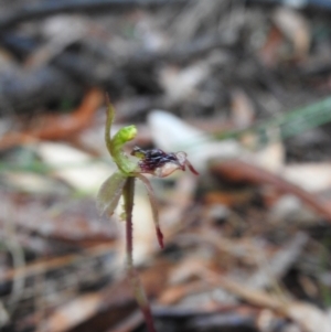 Chiloglottis curviclavia at Mulloon, NSW - 26 Mar 2022