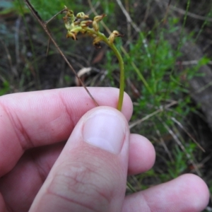 Corunastylis sp. at Mulloon, NSW - 26 Mar 2022