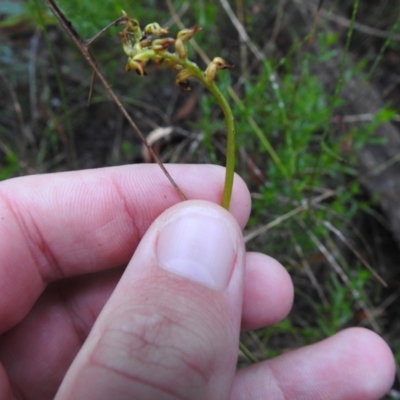 Corunastylis sp. (A Midge Orchid) at Mulloon, NSW - 25 Mar 2022 by Liam.m