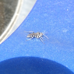 Turneromyia sp. (genus) at Carwoola, NSW - suppressed