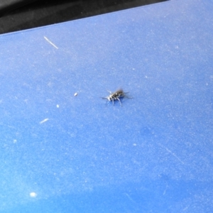 Turneromyia sp. (genus) at Carwoola, NSW - suppressed