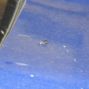 Turneromyia sp. (genus) at Carwoola, NSW - suppressed