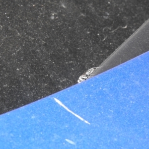 Turneromyia sp. (genus) at Carwoola, NSW - suppressed