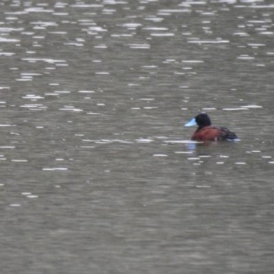 Oxyura australis (Blue-billed Duck) at Bungendore, NSW - 9 Apr 2022 by Liam.m