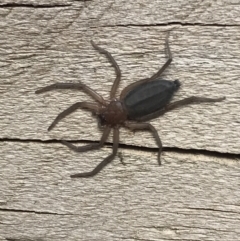 Gnaphosidae or Trochanteriidae (families) at Cook, ACT - 13 Apr 2022