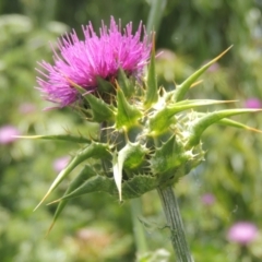 Silybum marianum (Variegated Thistle) at Chakola, NSW - 26 Dec 2021 by michaelb