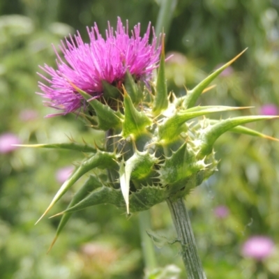 Silybum marianum (Variegated Thistle) at Chakola, NSW - 26 Dec 2021 by MichaelBedingfield
