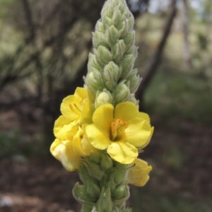 Verbascum thapsus subsp. thapsus at Chakola, NSW - 26 Dec 2021