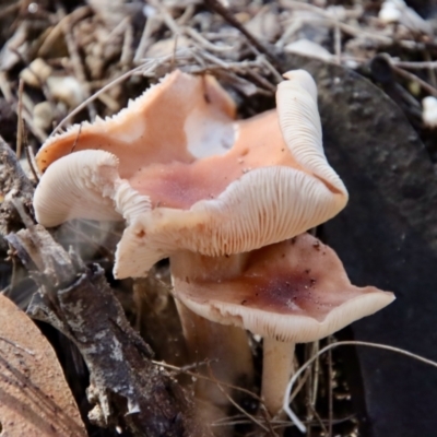 Unidentified Fungus at Moruya, NSW - 13 Apr 2022 by LisaH