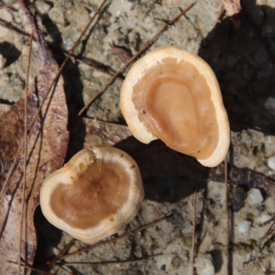 zz Polypore (cap and stem) at Moruya, NSW by LisaH