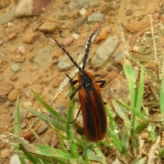 Lycidae (family) (Net-winged beetle) at Mount Clear, ACT - 11 Apr 2022 by Christine