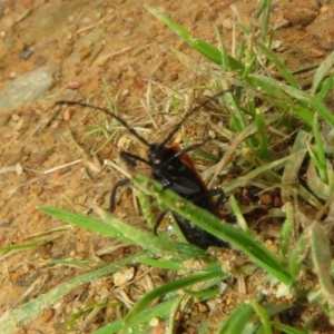 Lycidae sp. (family) at Mount Clear, ACT - 11 Apr 2022 12:48 PM