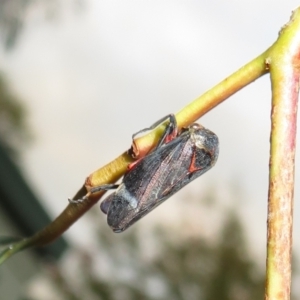 Eurymeloides minuta at Flynn, ACT - 11 Apr 2022