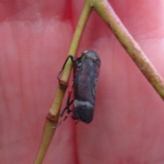 Eurymeloides minuta at Flynn, ACT - 11 Apr 2022