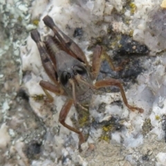 Phaulacridium vittatum (Wingless Grasshopper) at Booth, ACT - 11 Apr 2022 by Christine