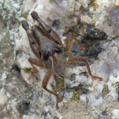 Phaulacridium vittatum (Wingless Grasshopper) at Namadgi National Park - 11 Apr 2022 by Christine